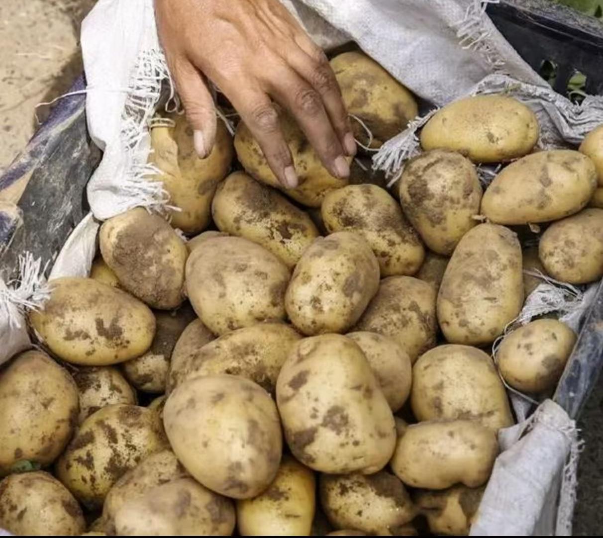 万源深山土豆高山土豆洋芋大山大山洋芋土豆粉富硒土壤种植土豆