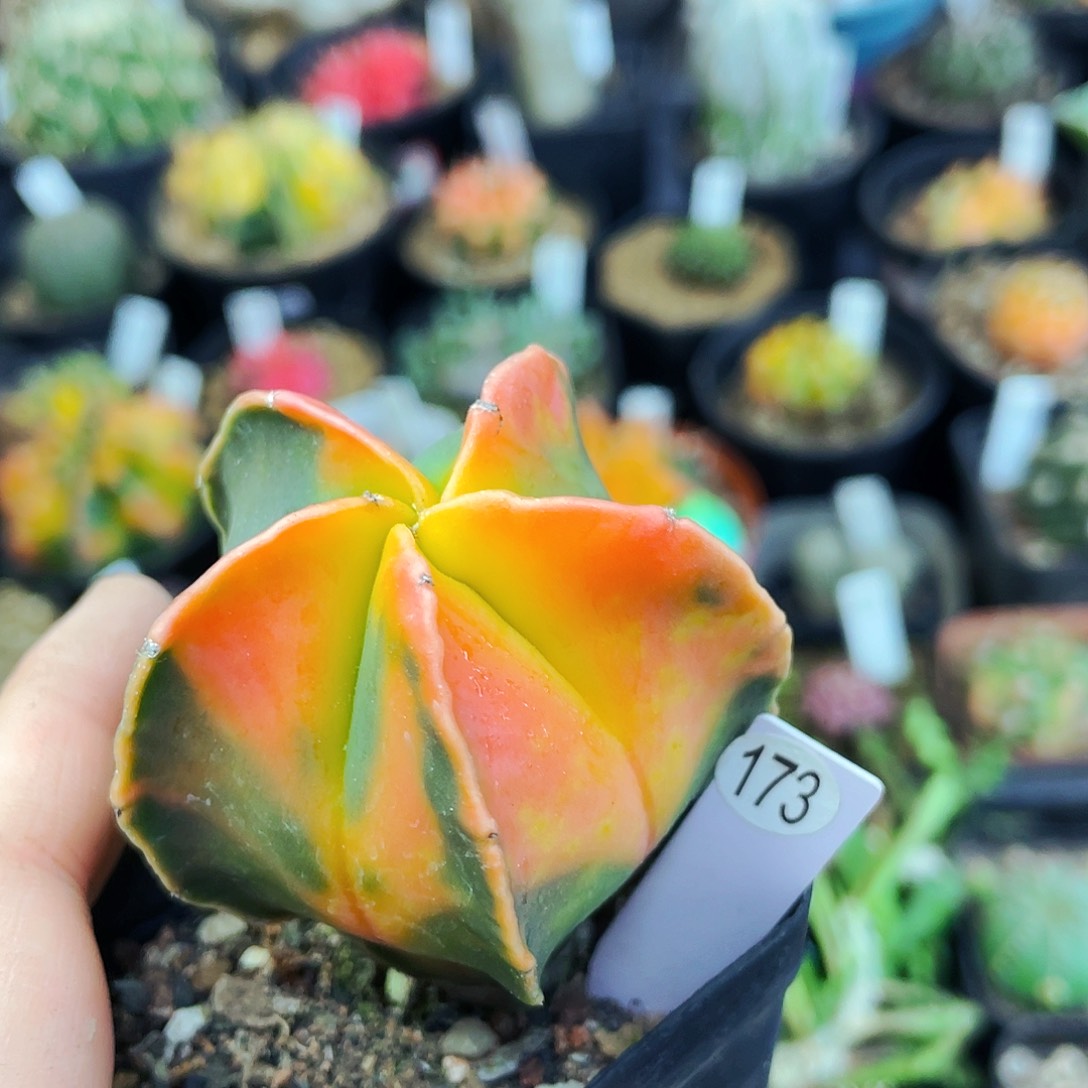 非偏远地区满25包邮仙人球