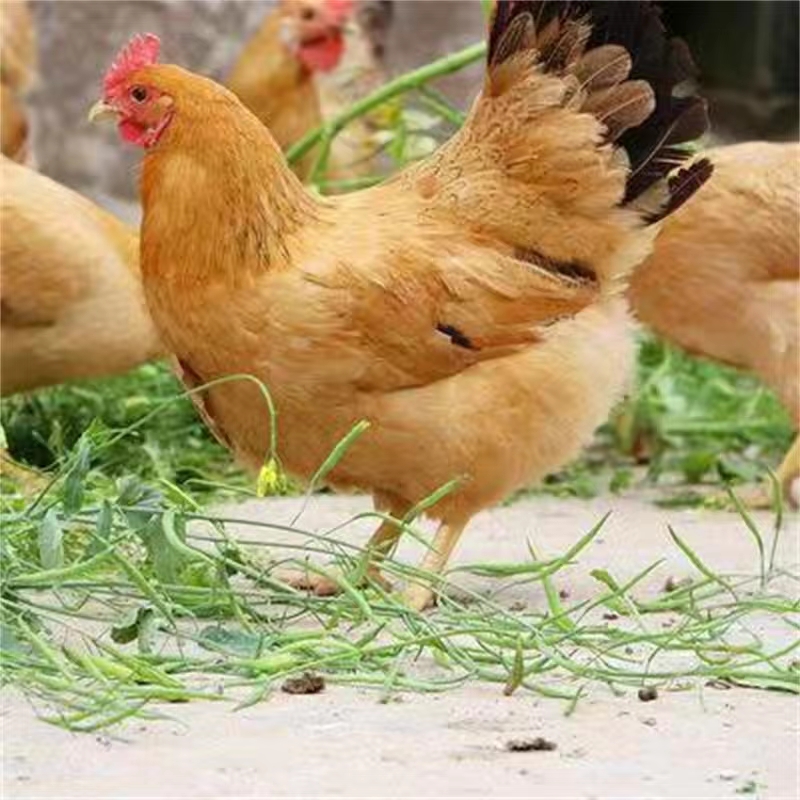 适口强好喂养营养好饲料