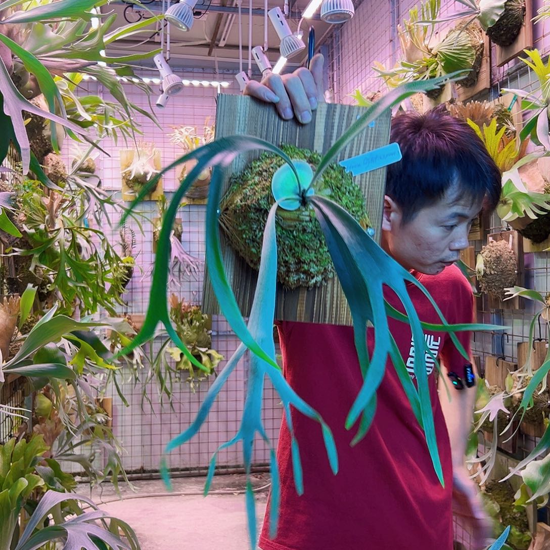 无花朵pn月光 a04