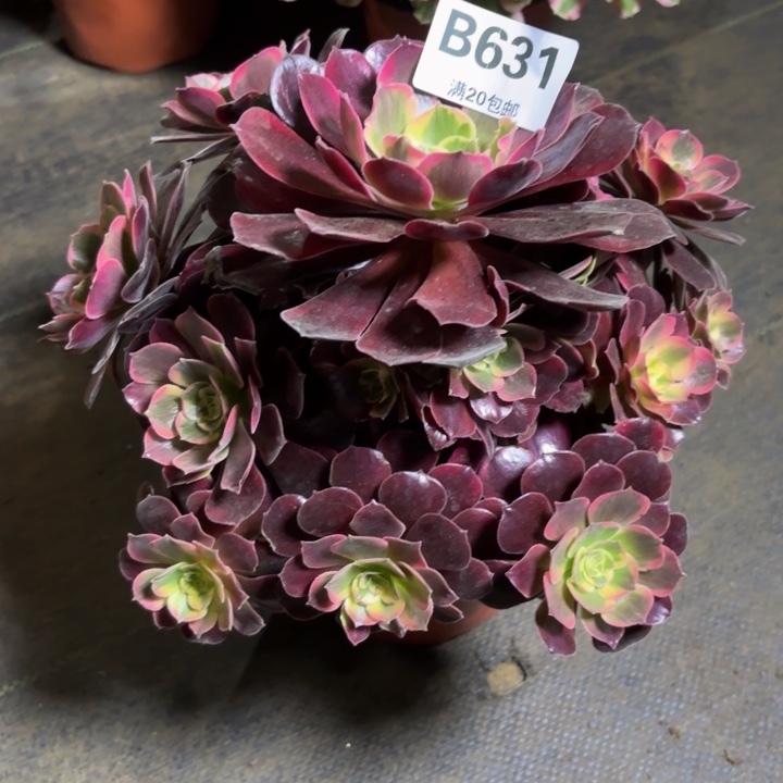 瑞妈。。。。。。631美杜莎。