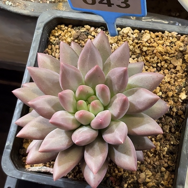 辰***芯多肉植物溜溜球043