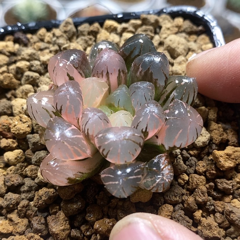 【闪购商品】192 ob冰灯锦