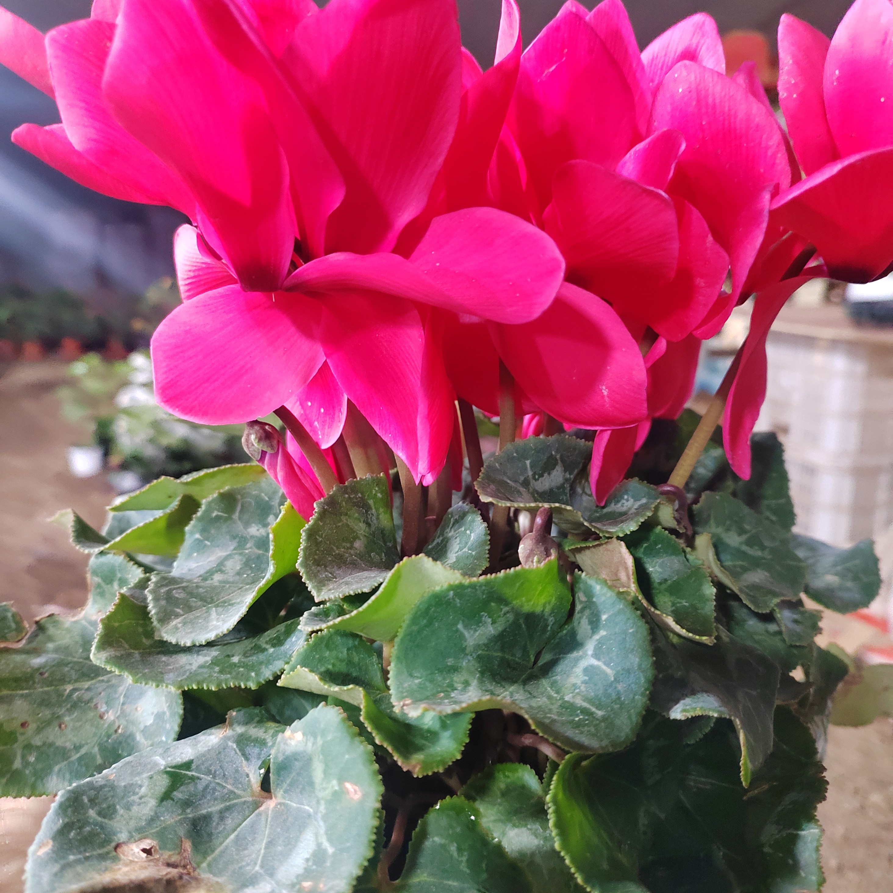 福利款稀有品种41号直边富贵海棠红15厘米盆径花期长颜色亮丽