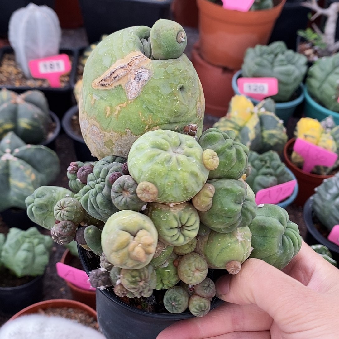 花花草草花花草草