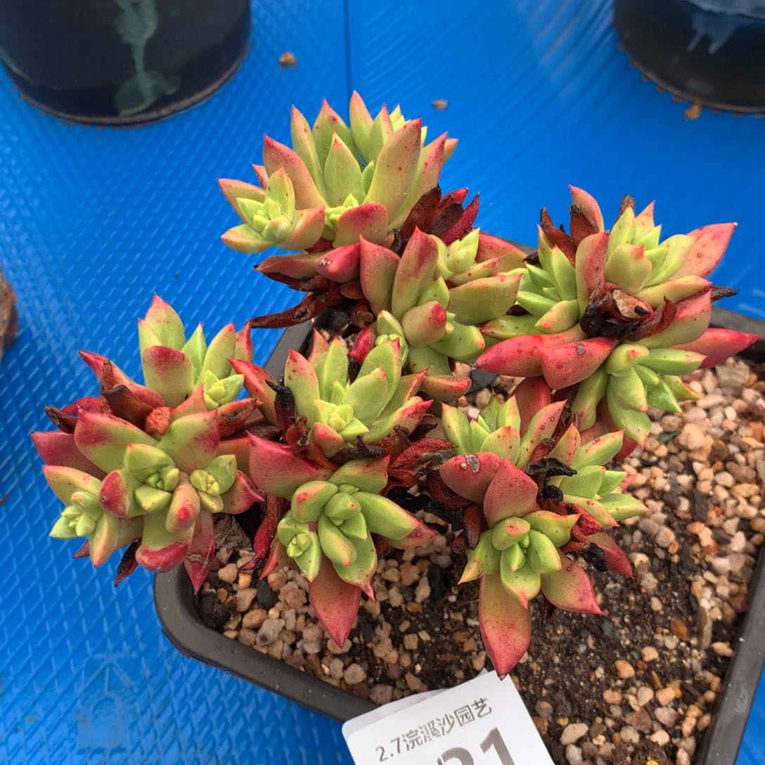 法若莫莎021多肉植物