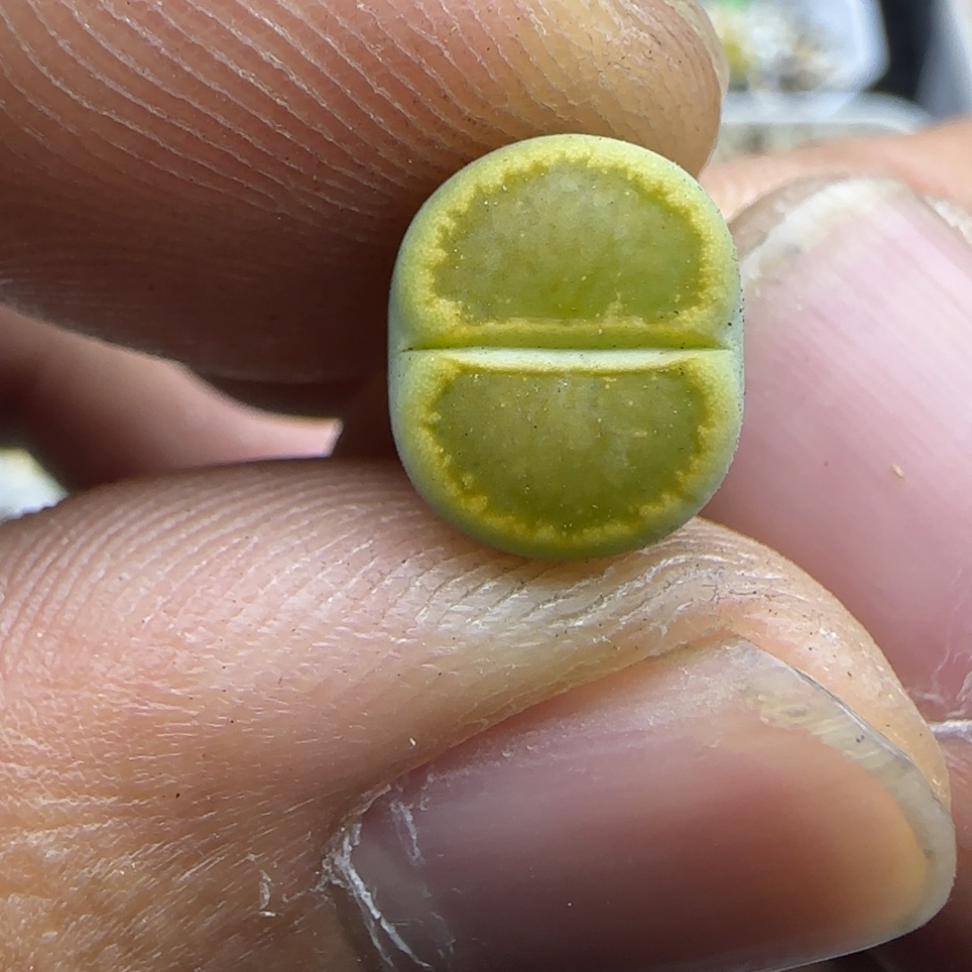 313 生石花大棚直播