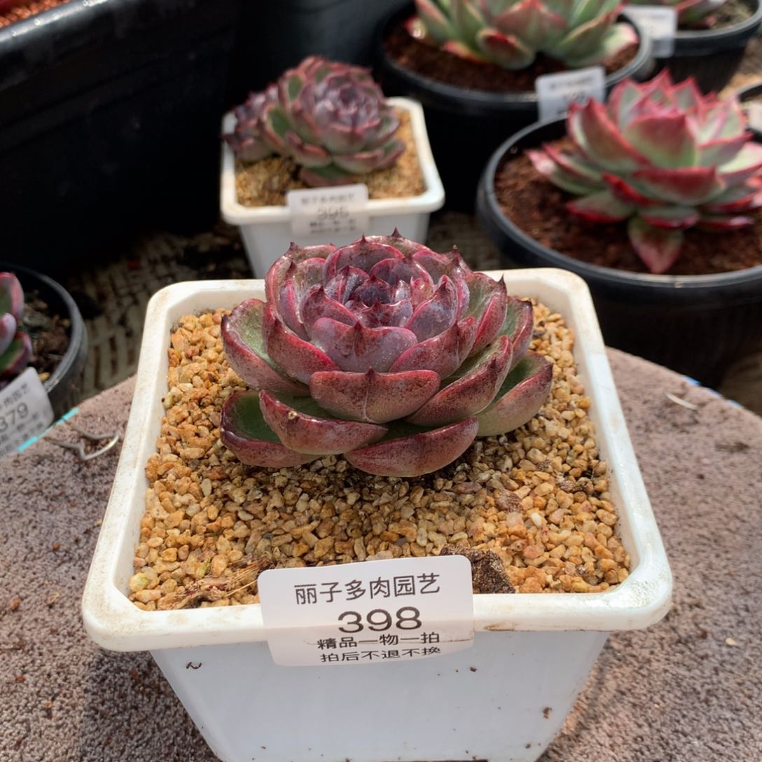 398黑橙子单头。尺寸6。多肉植物