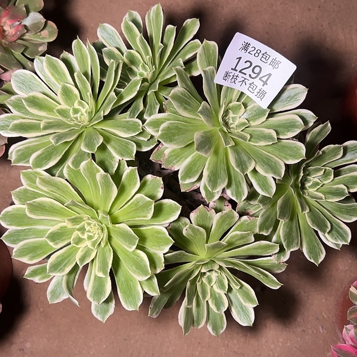 1294碧浪多肉植物