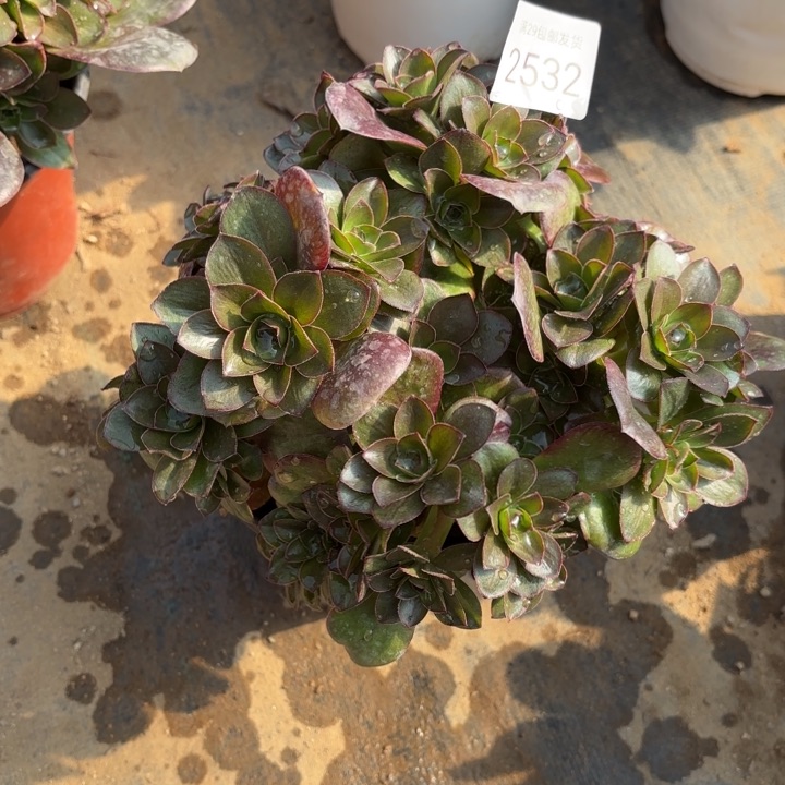 魅金玫瑰多肉法师2532