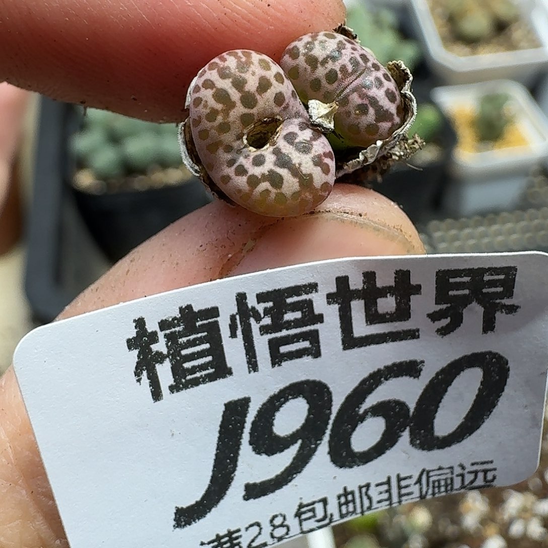 多肉植物的人生gbn
