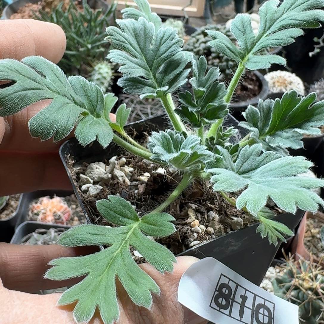 810红花洋葵带盆