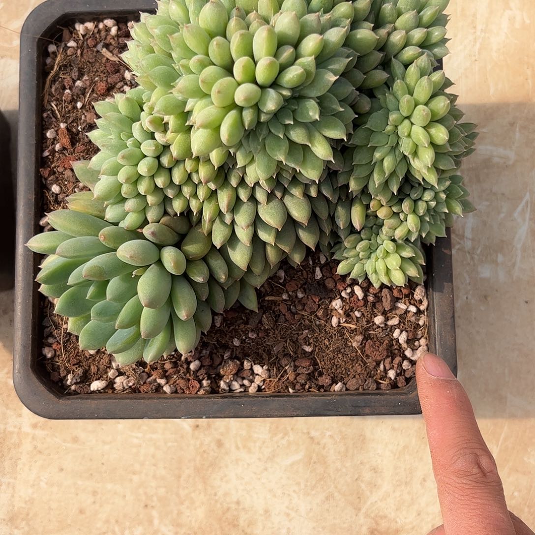 m**k寄养链接的肉肉的肉肉