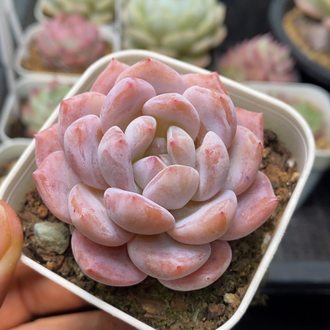 精品多肉一物一拍不包整45