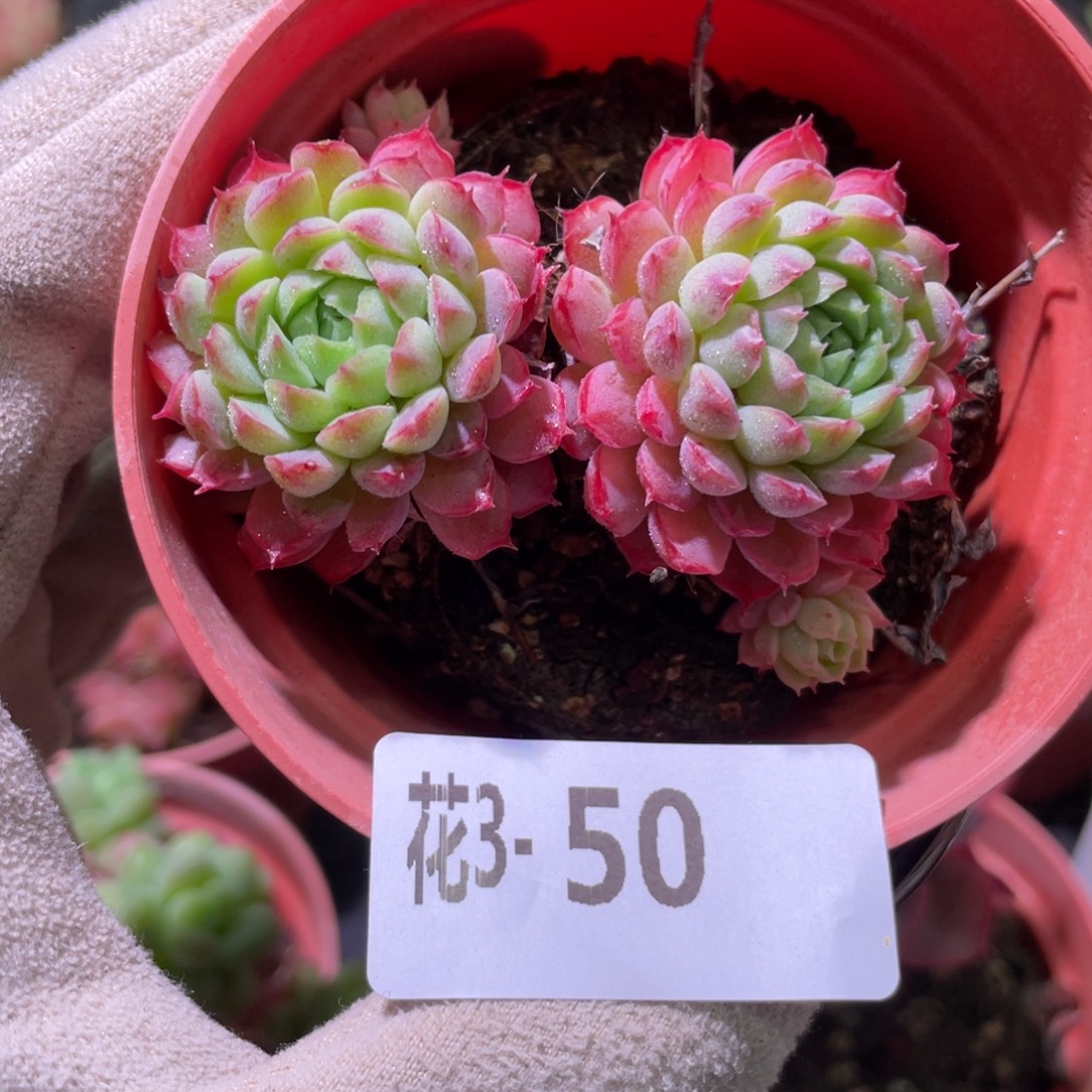 花利美3-50小红丁