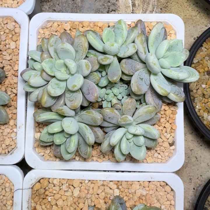 海妮亚 群生 一物一拍