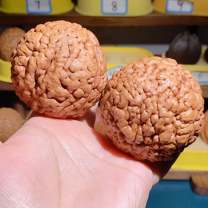 野生三瓣脑纹大金刚5658