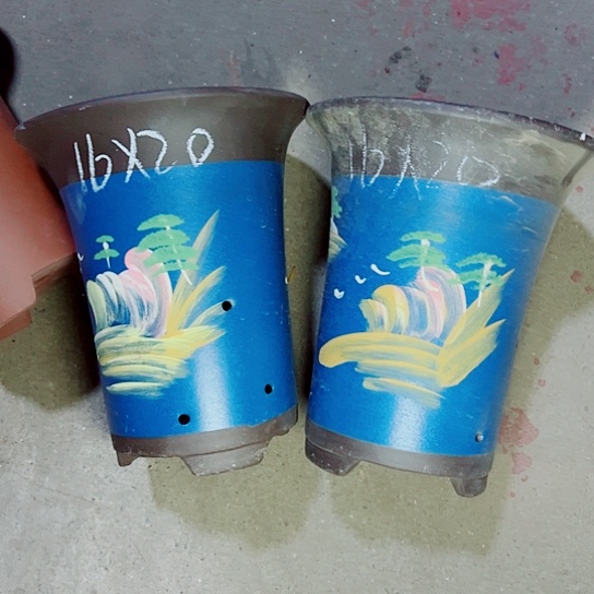 红陶紫砂小时紫砂