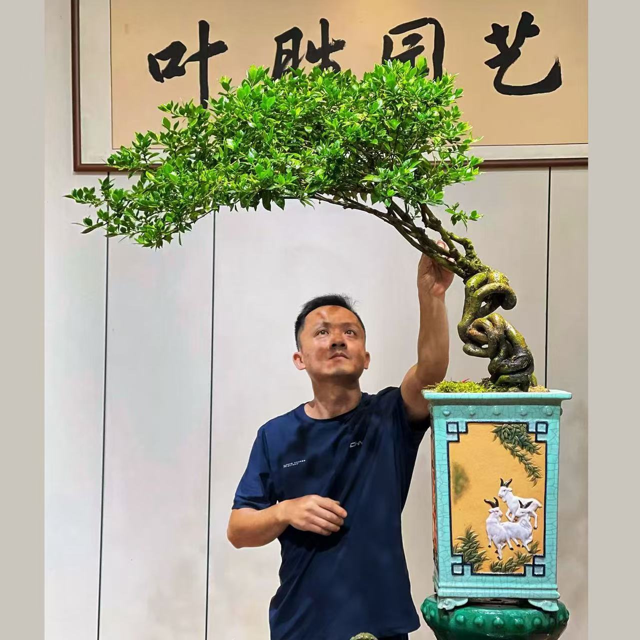 【叶胜园艺】精品四季榄叶栀子花盆景