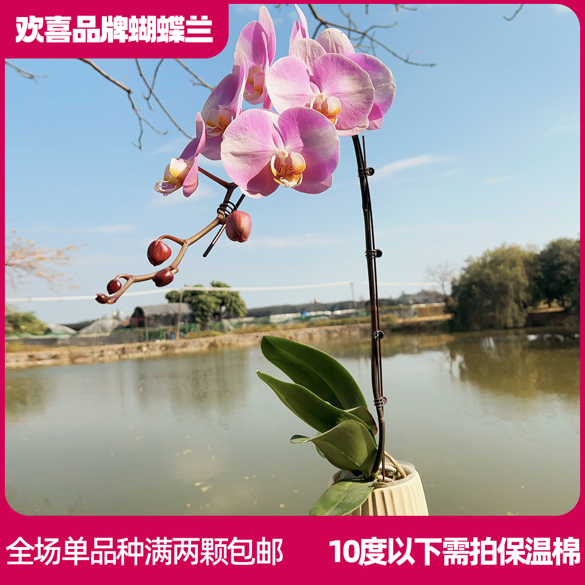 【幻蝶】精品蝴蝶兰3.5寸超大杯室内绿植