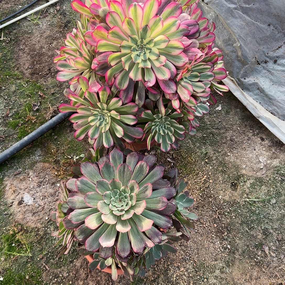 多肉法师维纳斯➕黑金刚104