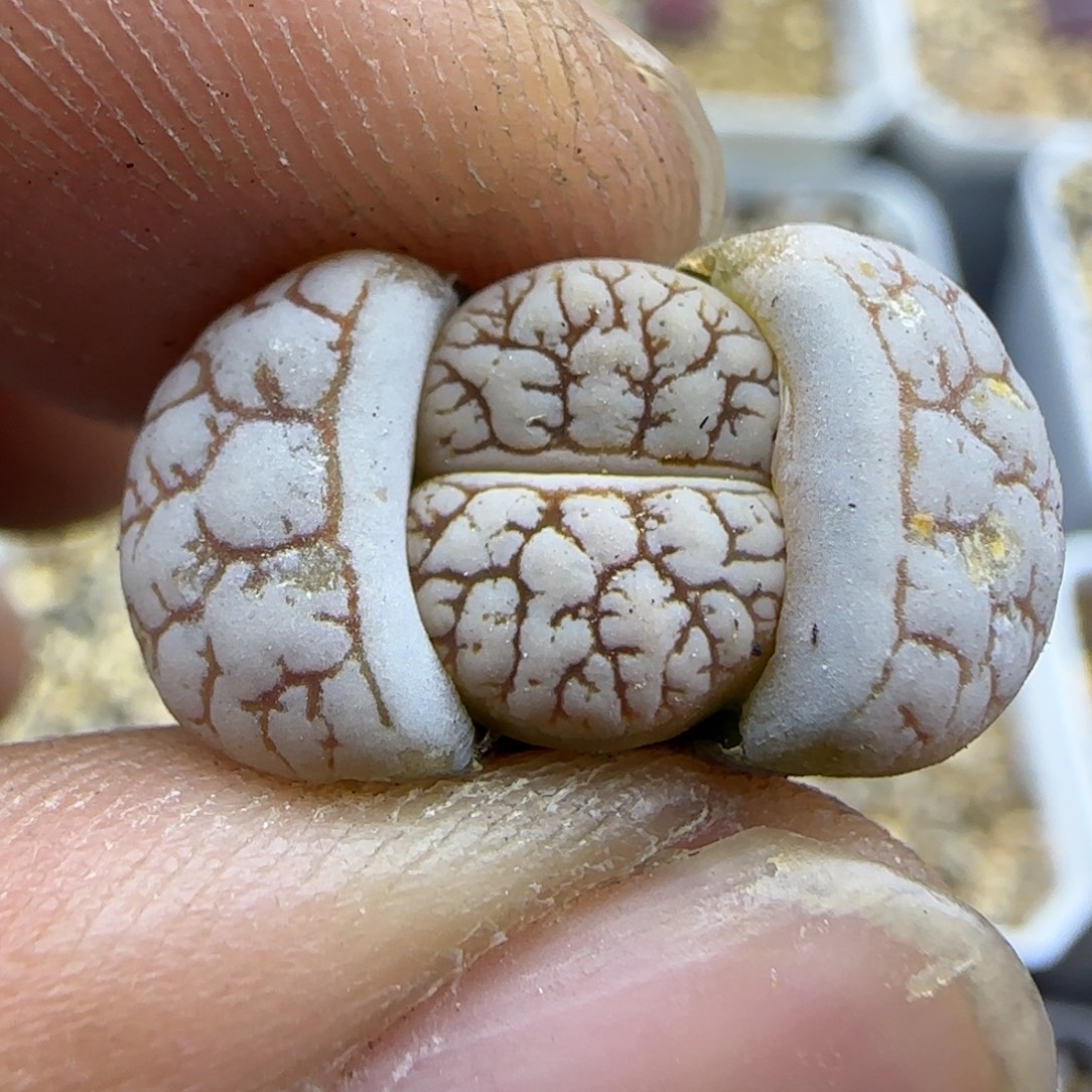 485 生石花大棚直播