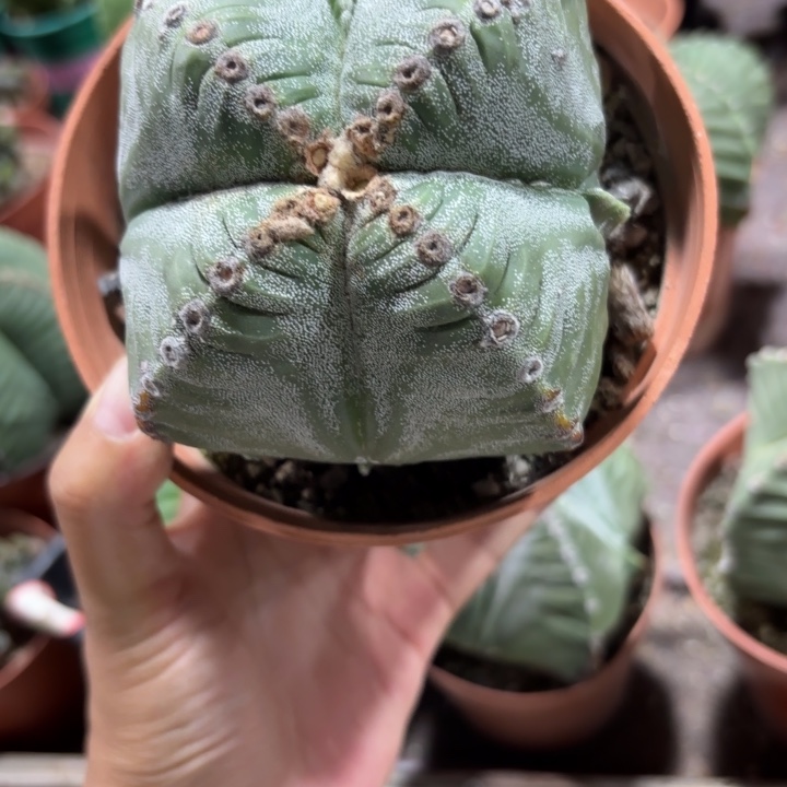 6025实生好养皮实