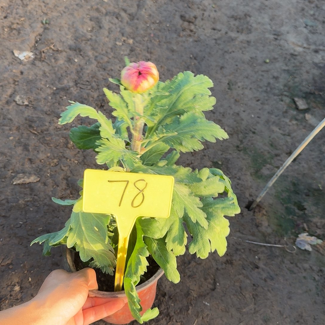 ～***子大部分花苞少量开放78跨