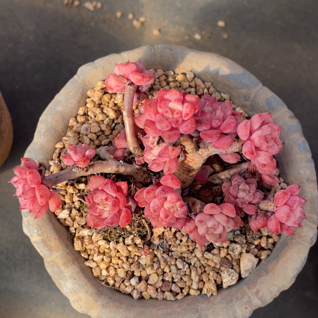 丸叶可爱泡泡老桩