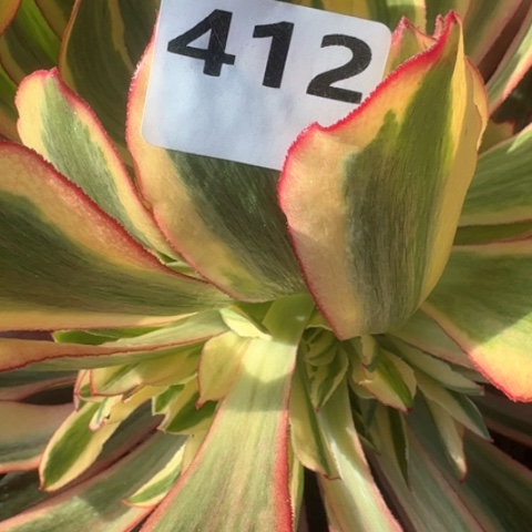 ?*子法师魅影16-19多肉