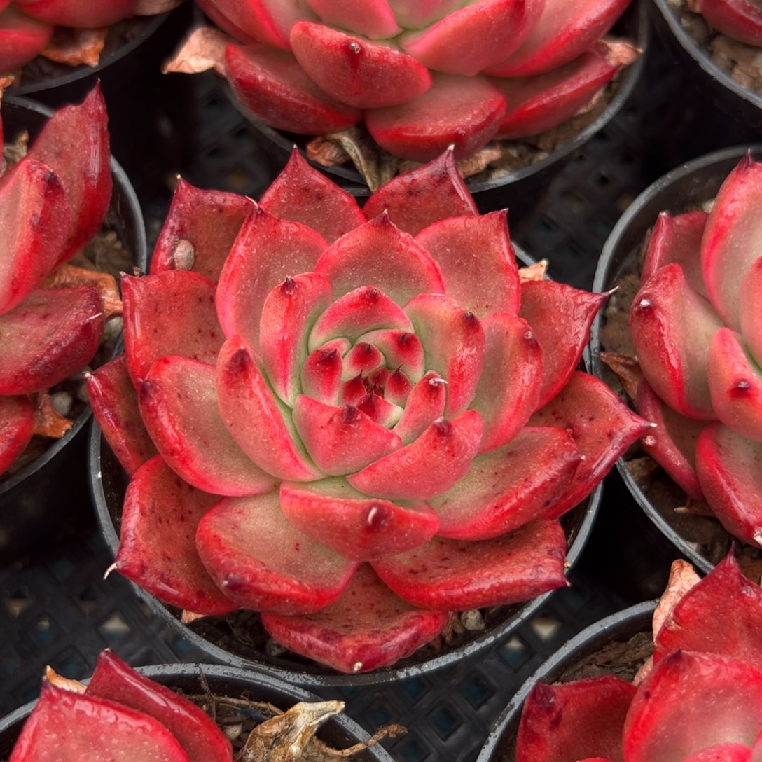 从前慢花园多肉编号1223-粉钻