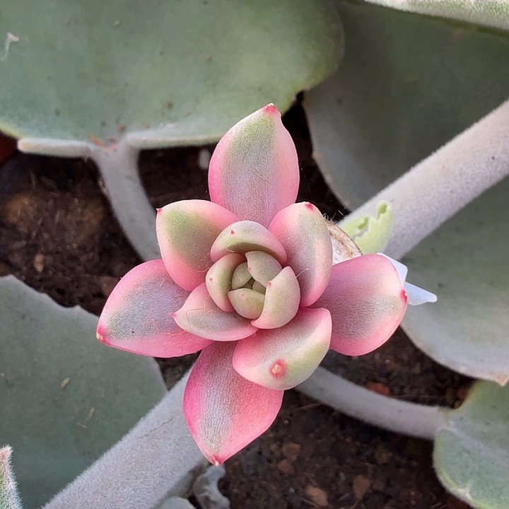 紫水晶锦 腹轮锦模特 