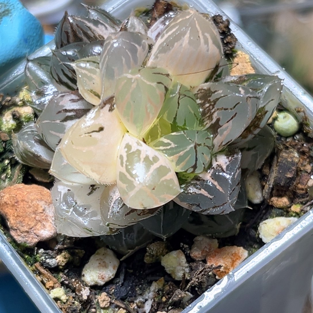 恭喜发财大吉大利504