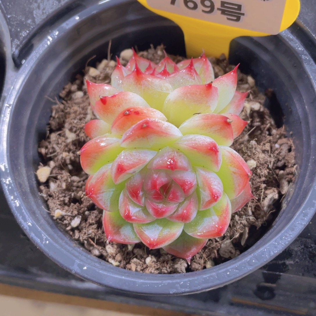 769号 睫毛冰透珍妮新品