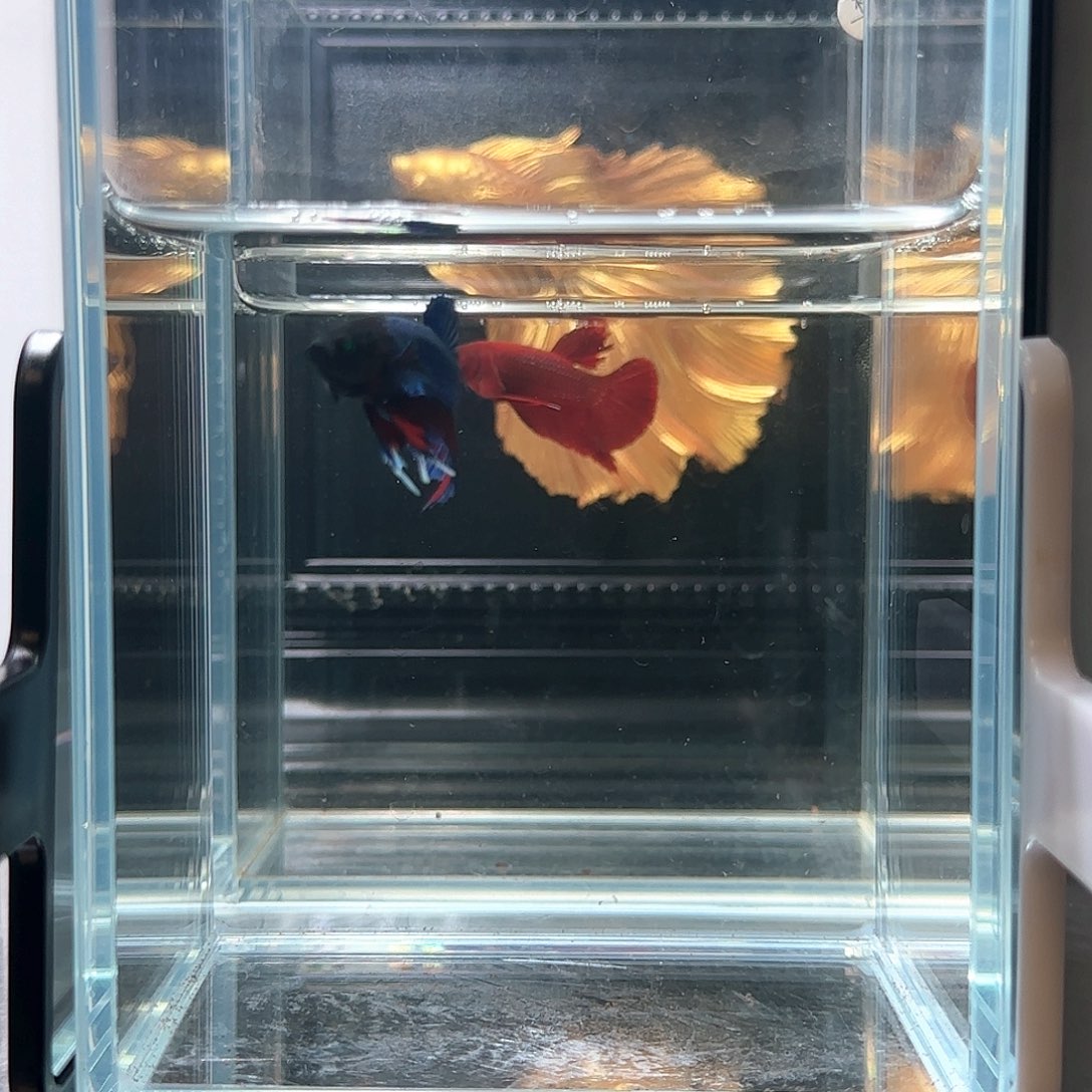 斗鱼活体观赏鱼好养耐活