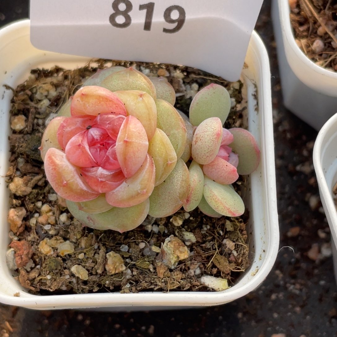 819号糖心冰心珍妮