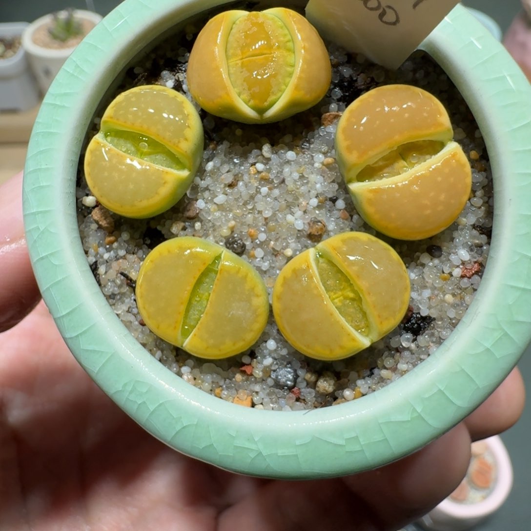 红陶蘑菇392黄巴厘