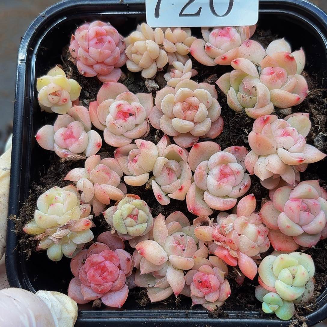 多肉植物多肉植物720