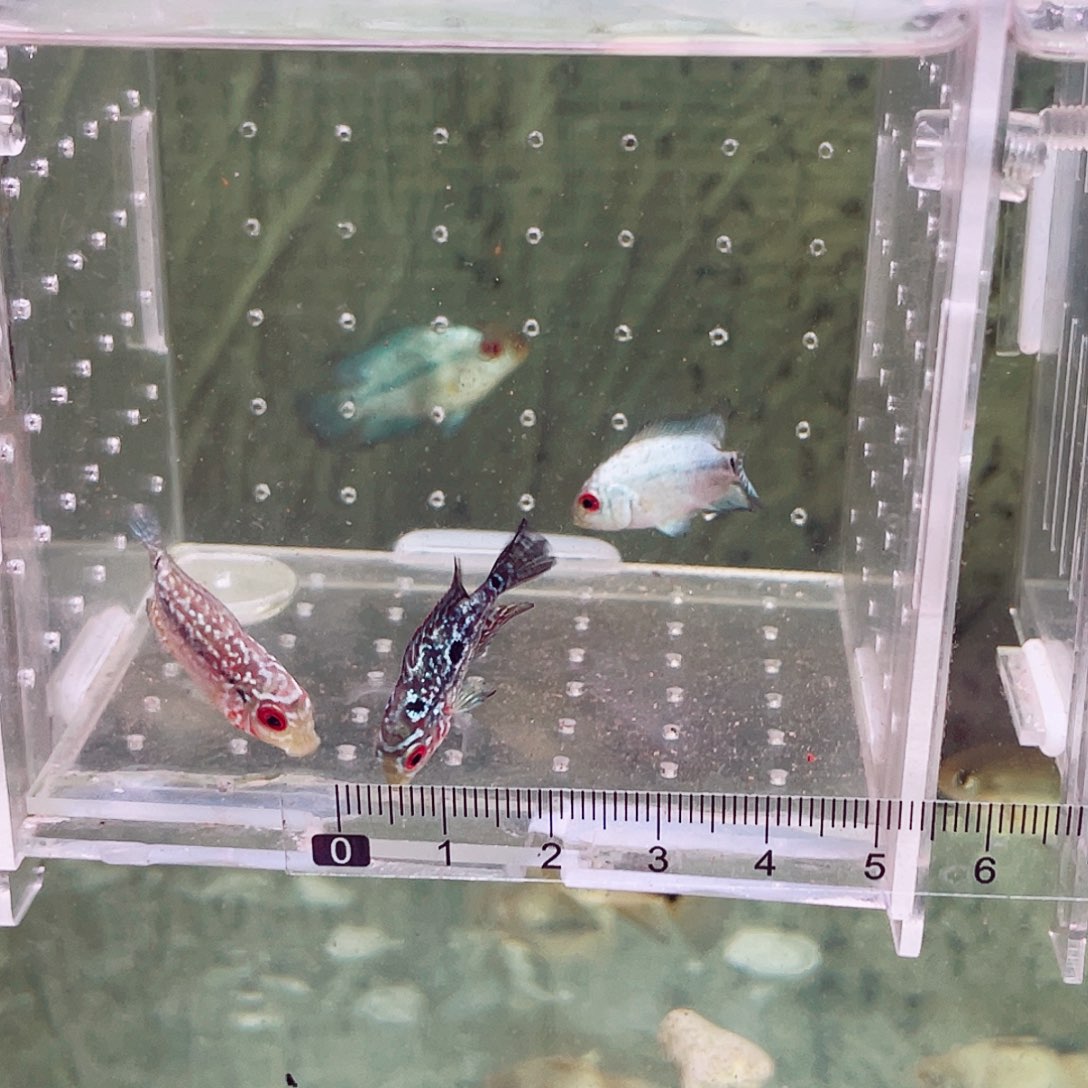 遠***方罗汉鱼金花练手苗3条