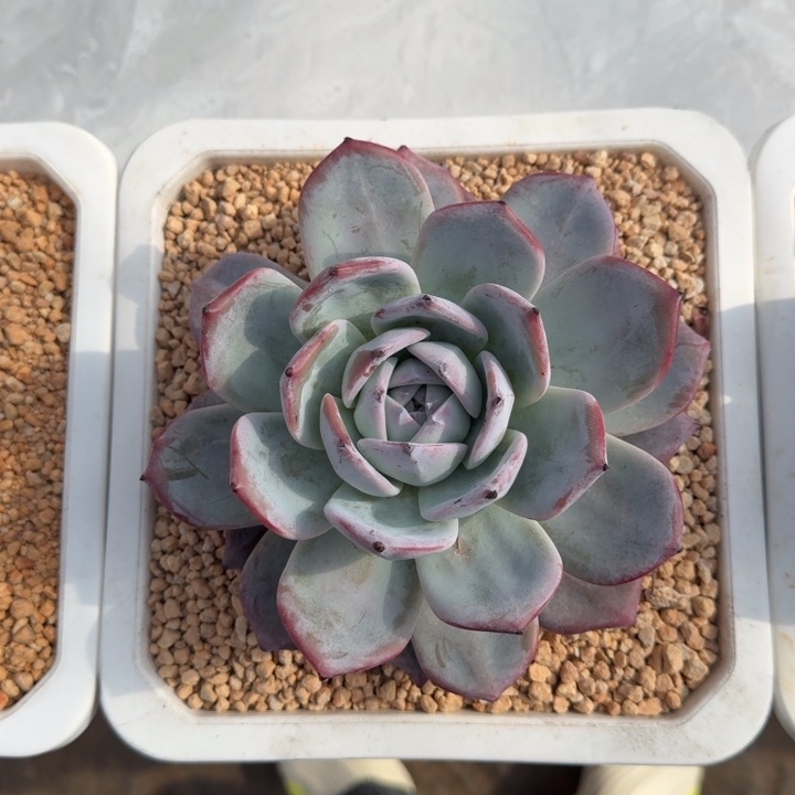 黑卡 单头  一物一拍