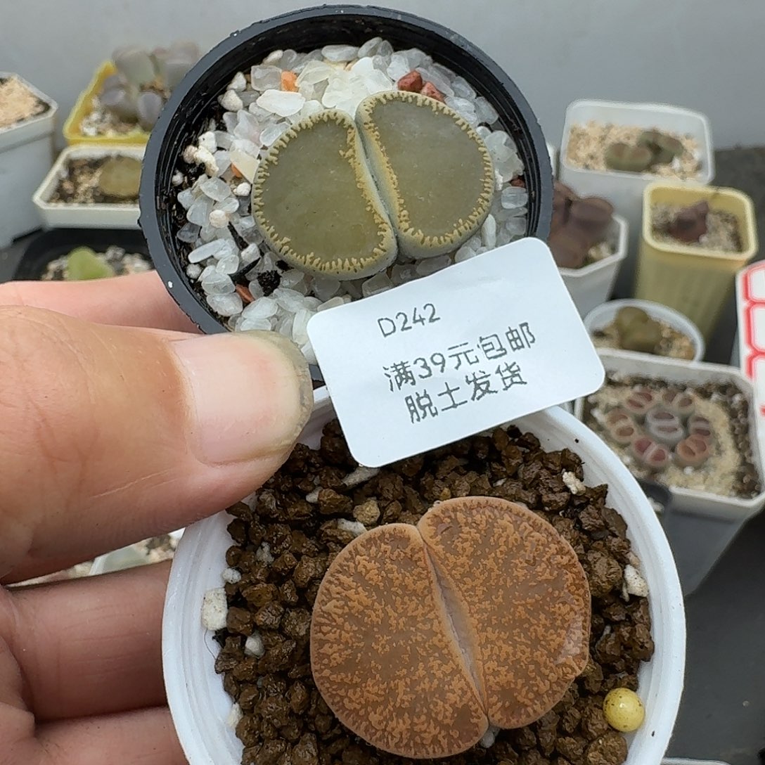 242多肉哈哈哈哈宝宝好