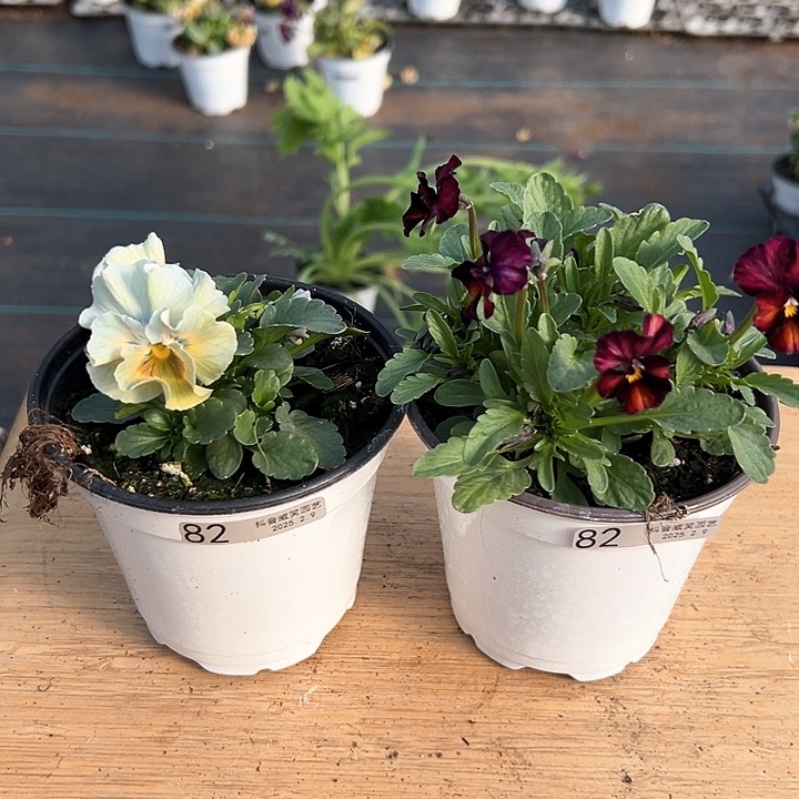 水晶抖音直播闪拍82