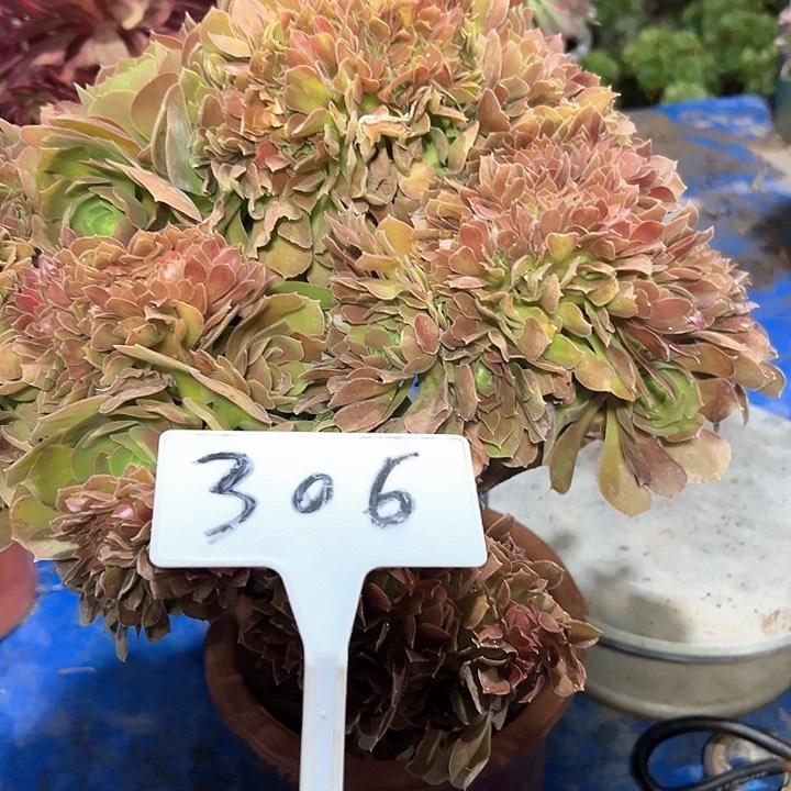 多肉植物玫瑰缀花