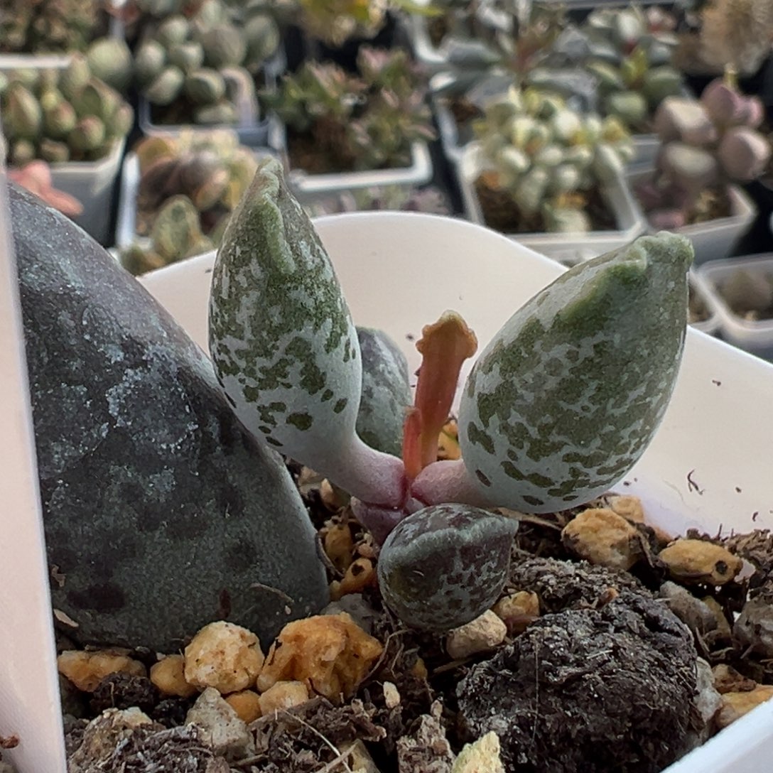 73紫海豹老桩水泡