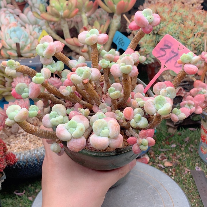 欢喜多肉一物一拍 洛神