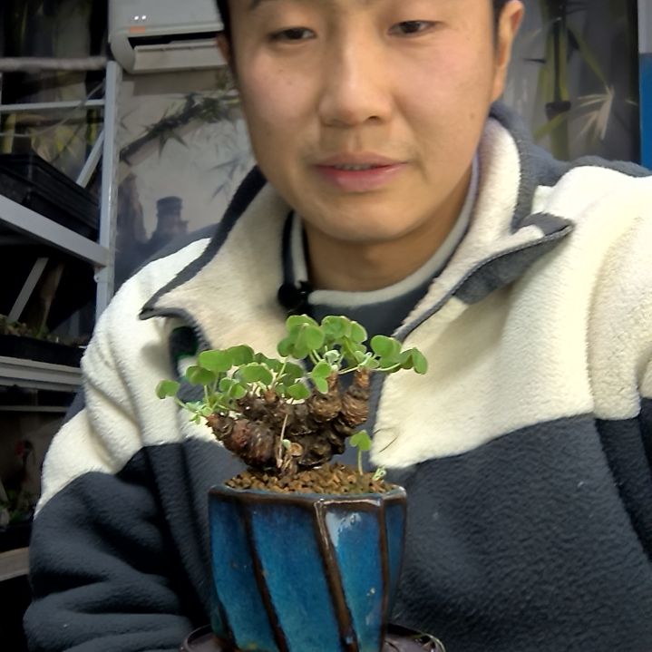 甜***栗中青园艺一物一拍花282