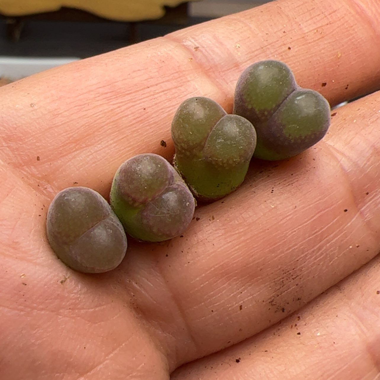 【闪购商品】000000010熊猫风铃