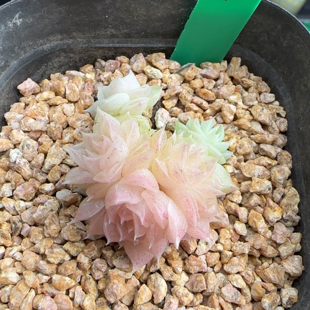 多肉91    麦秆不包整   6厘米盆    h