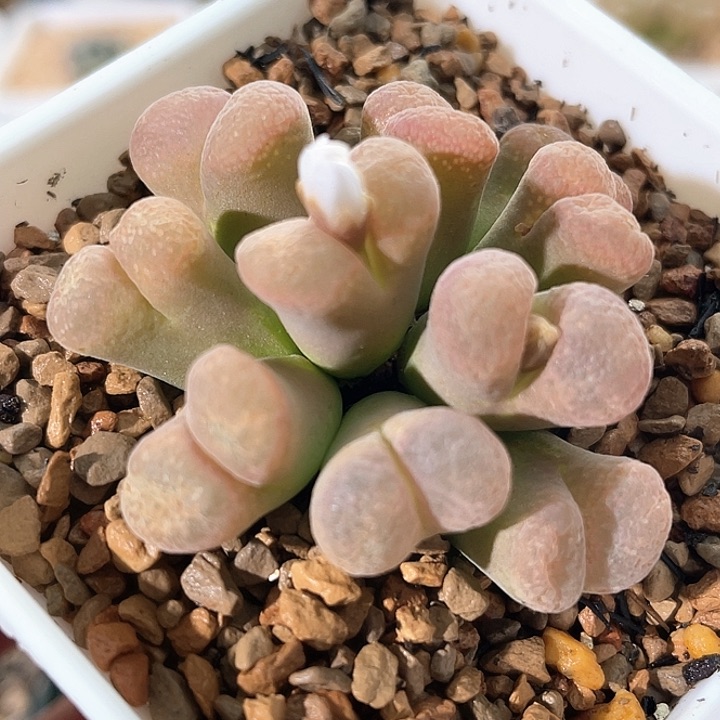 帕法德群生风铃植物一物一拍