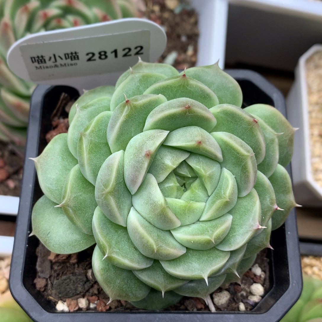 ?**柒多肉植物麦秆珍妮